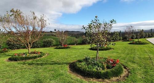 Fruit Trees With Mondo grasses framing the trees. Creating seasons with under-planting with bulbs, annuals & perennial plants
