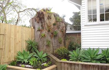 A large tree stump does not need to be a problem but a feature. Looks beautiful planted up with bromeliads.