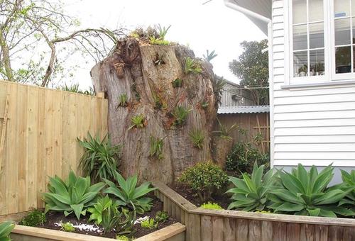 Large Tree Stump A large tree stump does not need to be a problem but a feature. Looks beautiful planted up with bromeliads.