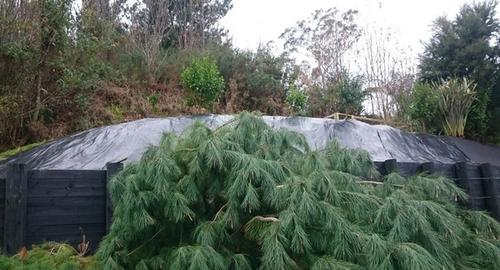 If you have a bank that you want planted in ground covers, but can't imagine what it could look like because there is a tree in the way; this is no problem.