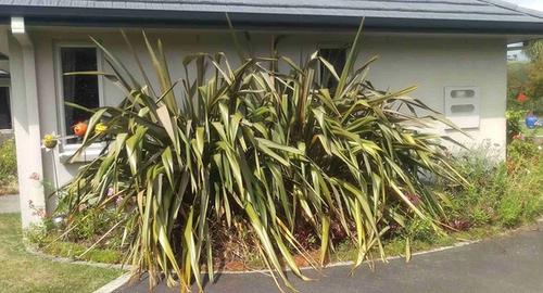 Side of house showing a scruffy garden with large flax plants making the garden look smaller than it is before using landscape imaging.