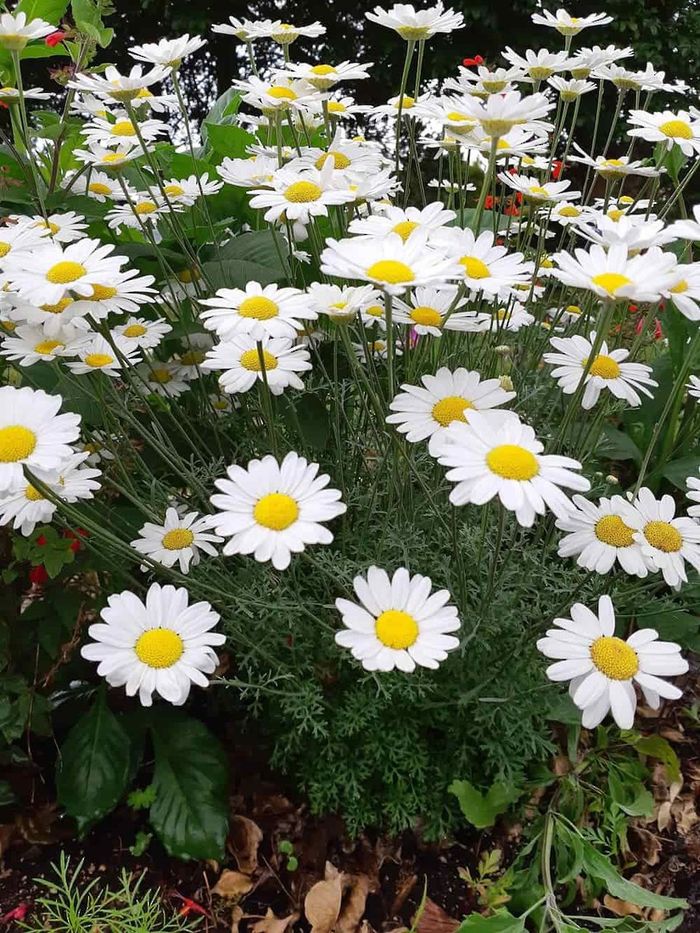 Pyrethrum